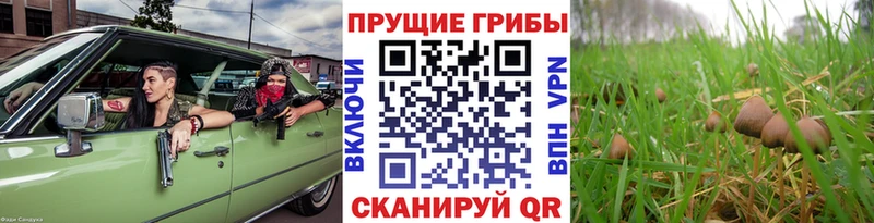 Галлюциногенные грибы MAGIC MUSHROOMS  гидра tor  Хасавюрт 