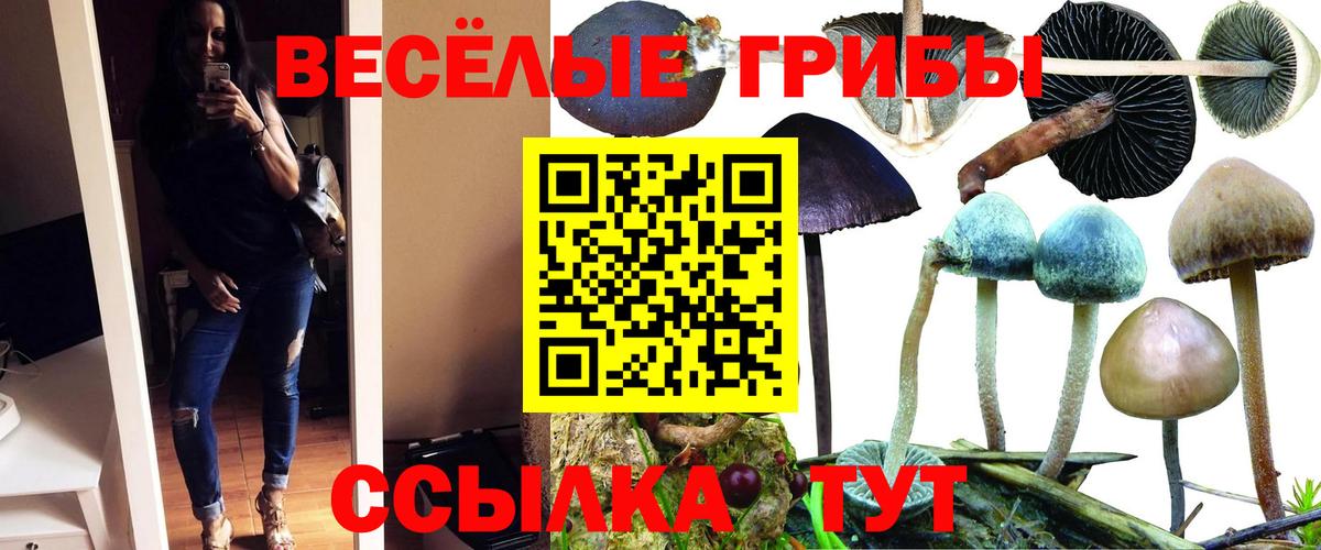 Хасавюрт  Галлюциногенные грибы Psilocybine cubensis  Вход с VPN 